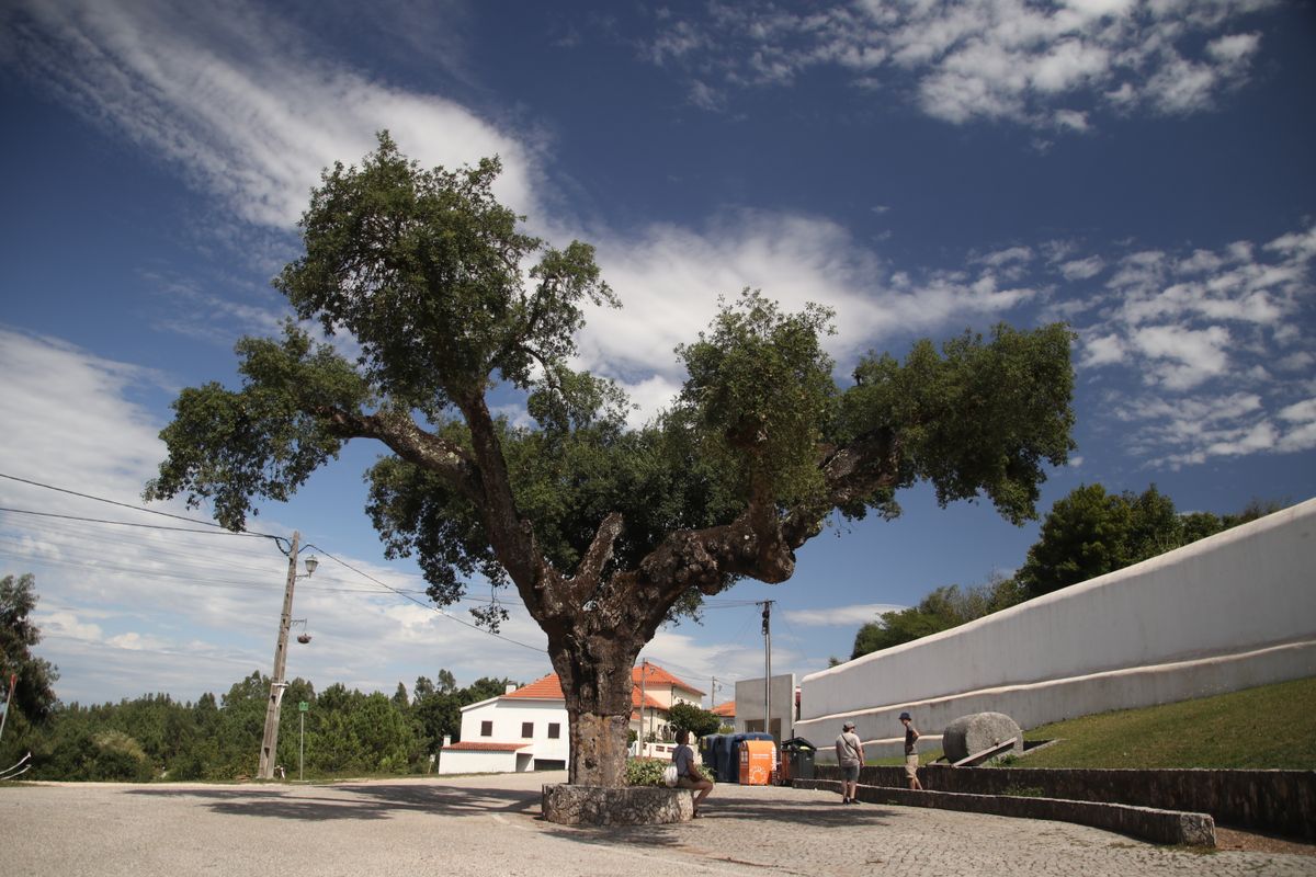 Title A tree MD